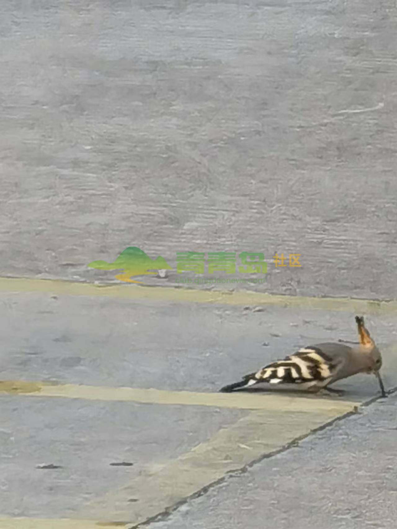 1752737956
