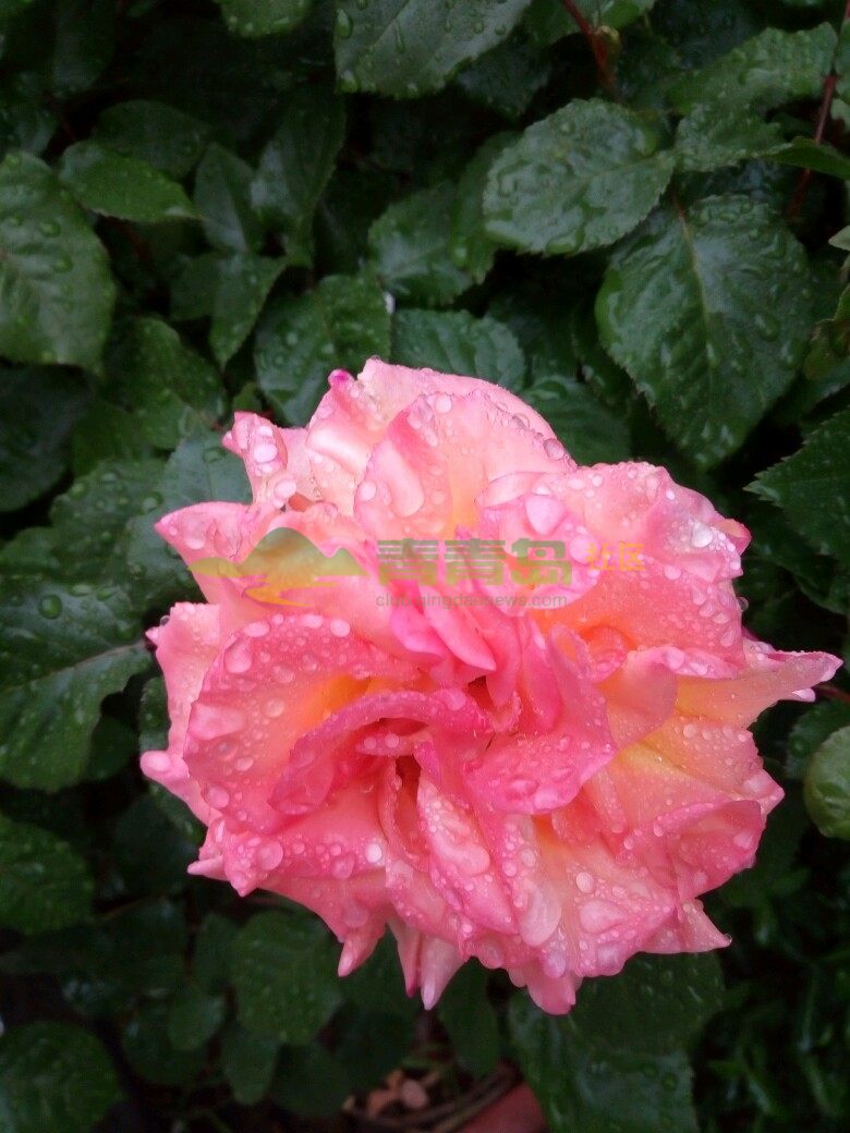 在雨中拍的花卉雨点落在花瓣上显得格外艳丽.